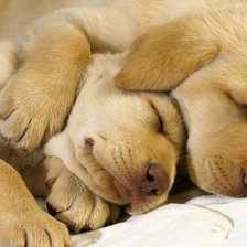 Схема вышивки «Спящие щенки»