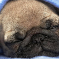 Схема вышивки «Спящий щенок»