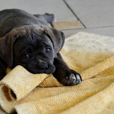 Схема вышивки «Щенок»