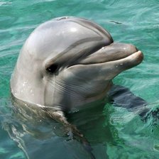 Схема вышивки «дельфин»