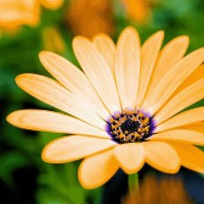 Схема вышивки «Цветок»