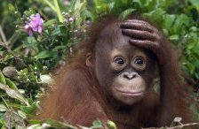 Схема вышивки «обезьяна»