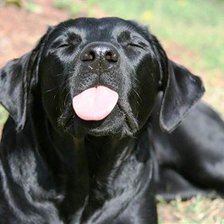 Схема вышивки «собака»