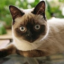 Схема вышивки «сиамка»