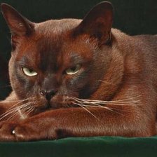 Схема вышивки «котяра»