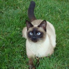 Схема вышивки «кошка»