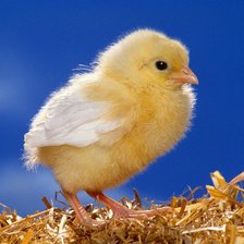 Схема вышивки «Ципленок»