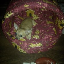 Схема вышивки «Лиона»