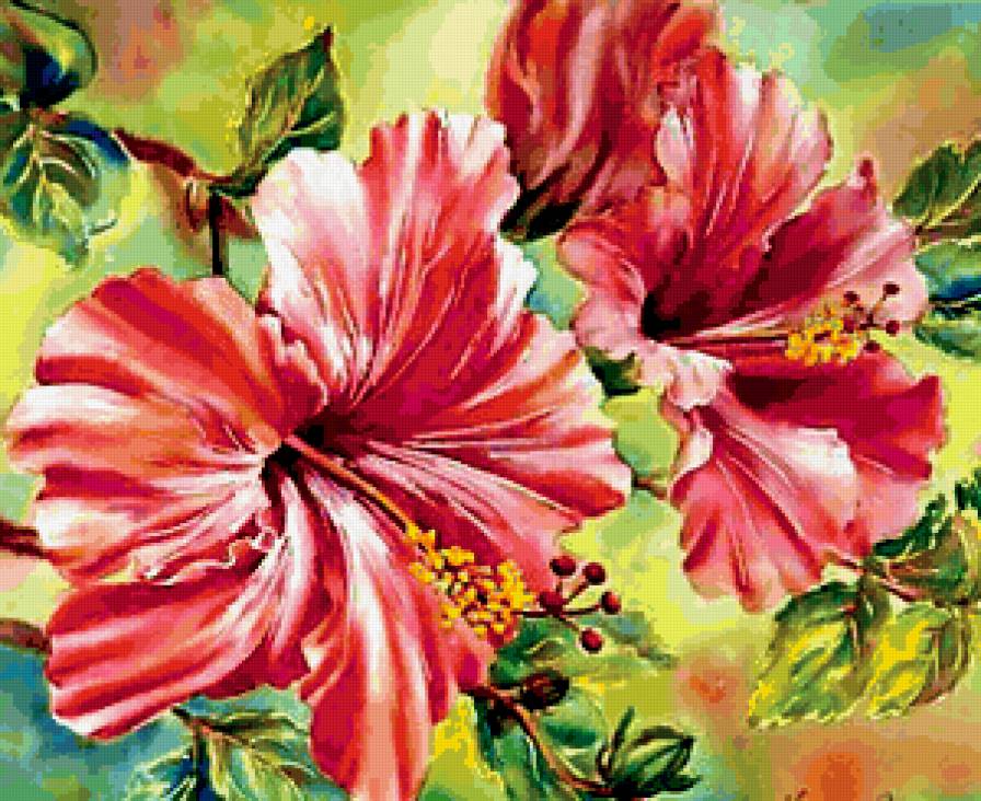 Гибискус - цветы, гибискус - предпросмотр