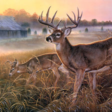 Схема вышивки «szarvas»