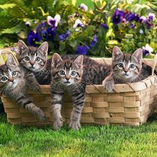 Схема вышивки «Котята»