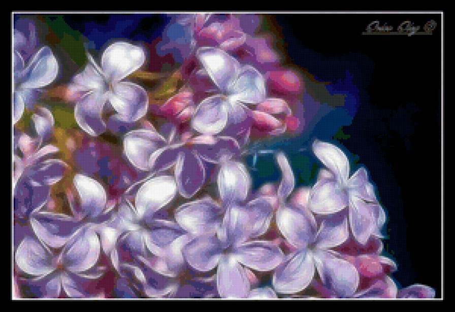 Сирень - сирень, цветы, букет - предпросмотр