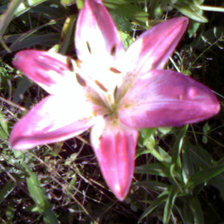 Схема вышивки «лилия»