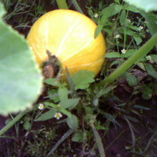 Схема вышивки «чудо»