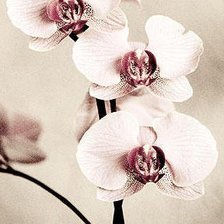 Схема вышивки «№236623»