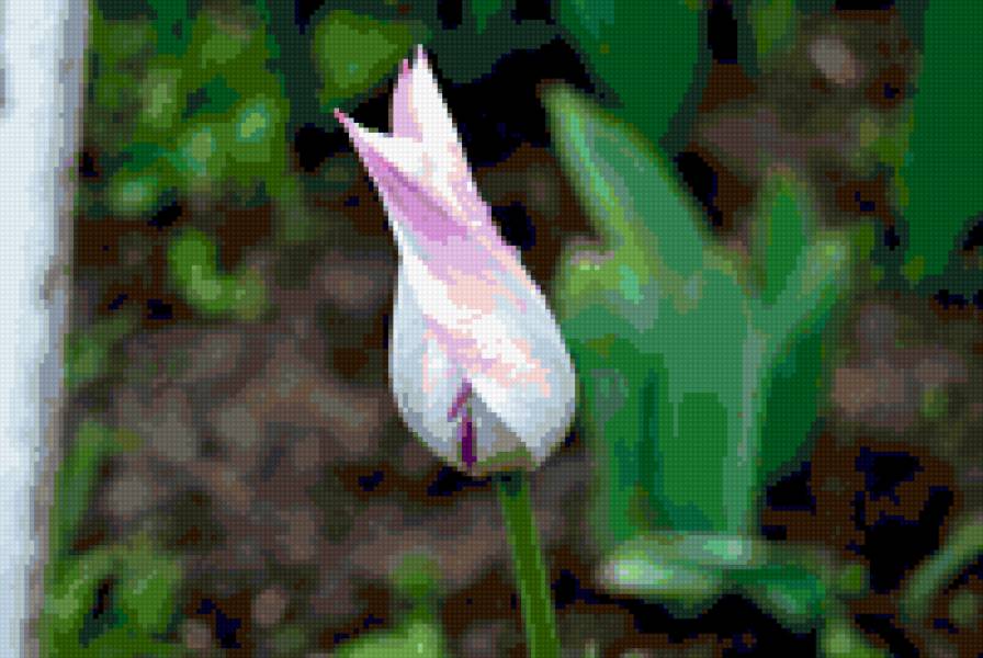 Тюльпан - предпросмотр