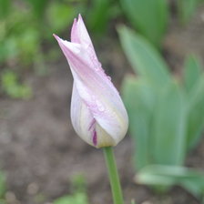 Схема вышивки «Тюльпан»