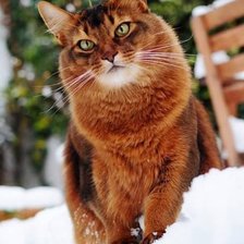 Схема вышивки «котэ»