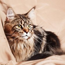 Схема вышивки «мейн кун»