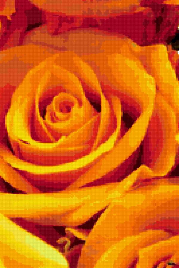 троянди - предпросмотр