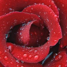 Схема вышивки «роза»