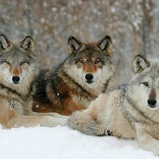 Схема вышивки «волки»