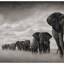 Схема вышивки «Слоны»