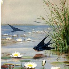 Схема вышивки «fecskék»