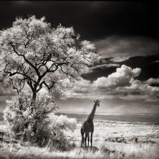 Схема вышивки «Африка»