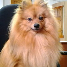 Схема вышивки «тота 3»