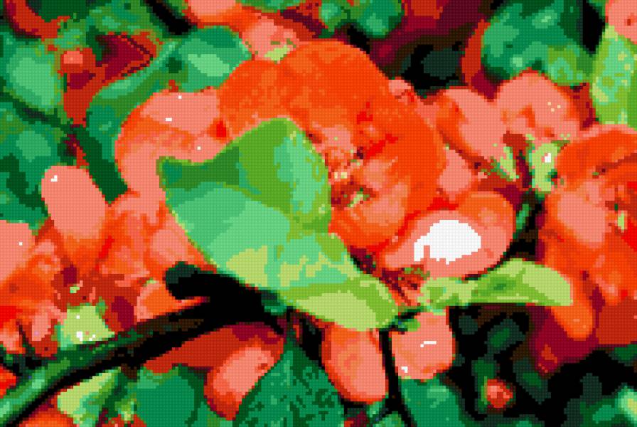 Айва - предпросмотр