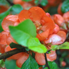 Схема вышивки «Айва»