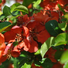 Схема вышивки «Айва 2»