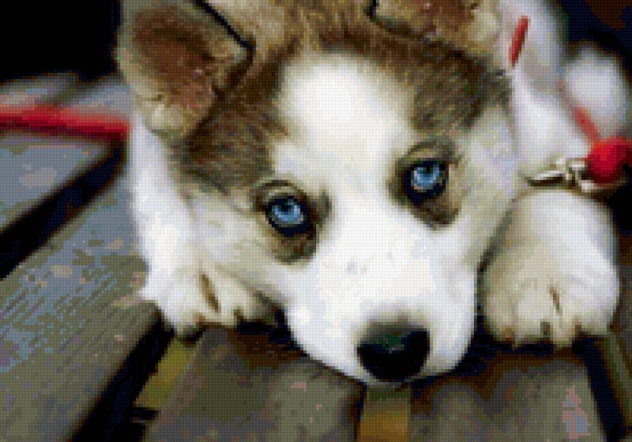 щенок хаски - предпросмотр