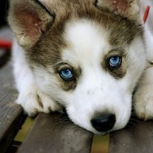 Схема вышивки «щенок хаски»