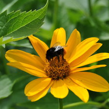 Схема вышивки «Шмель»