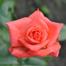 Схема вышивки «Роза»