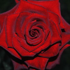 Схема вышивки «Роза 2»