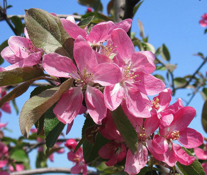 Яблоневый цвет - цветы - оригинал