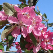 Схема вышивки «Яблоневый цвет»