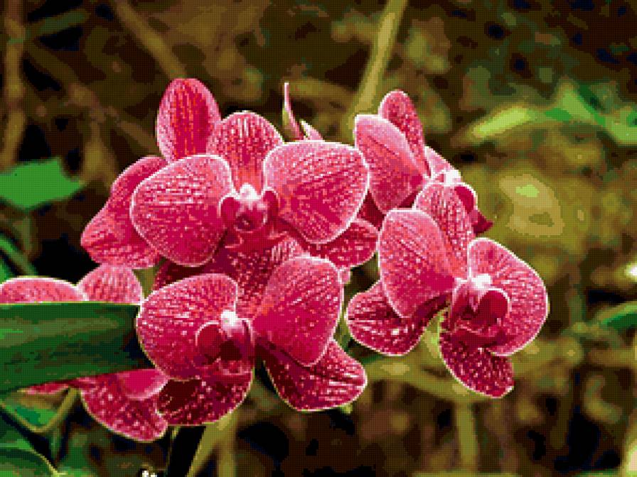 ОРХИДЕЯ - цветы - предпросмотр