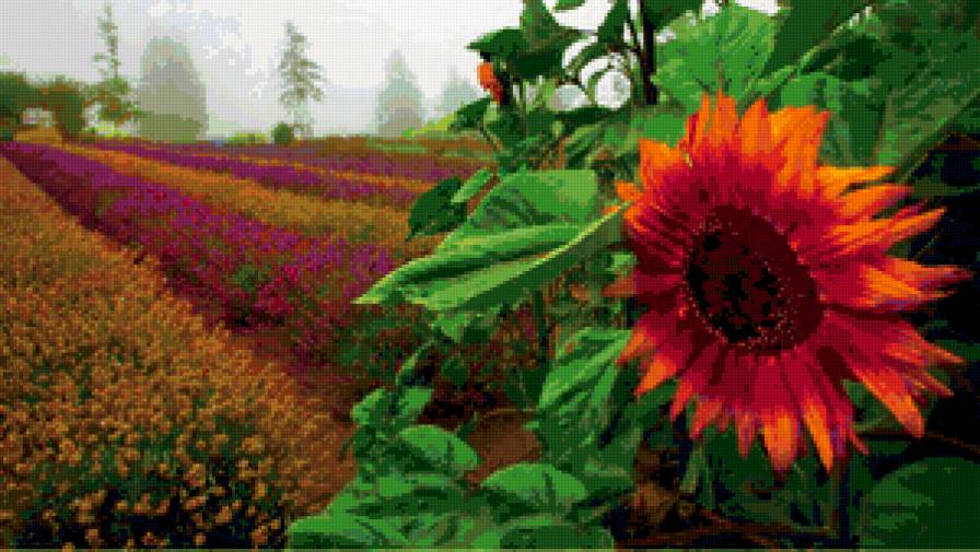 ПОДСОЛНУХ ДЕКОРАТИВНЫЙ - подсолнух, цветы, поле - предпросмотр