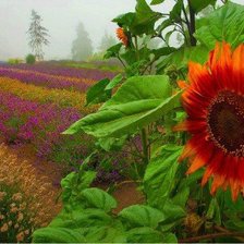 Схема вышивки «ПОДСОЛНУХ ДЕКОРАТИВНЫЙ»