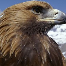 Схема вышивки «Коршун»