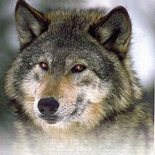 Схема вышивки «№237175»