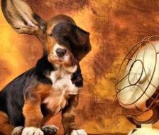 Схема вышивки «Собака и вентилятор»