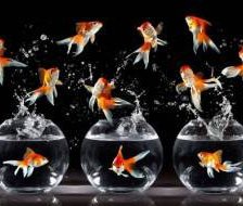 Схема вышивки «Рыбий переполох»