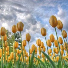 Схема вышивки «Жёлтые тюльпаны»