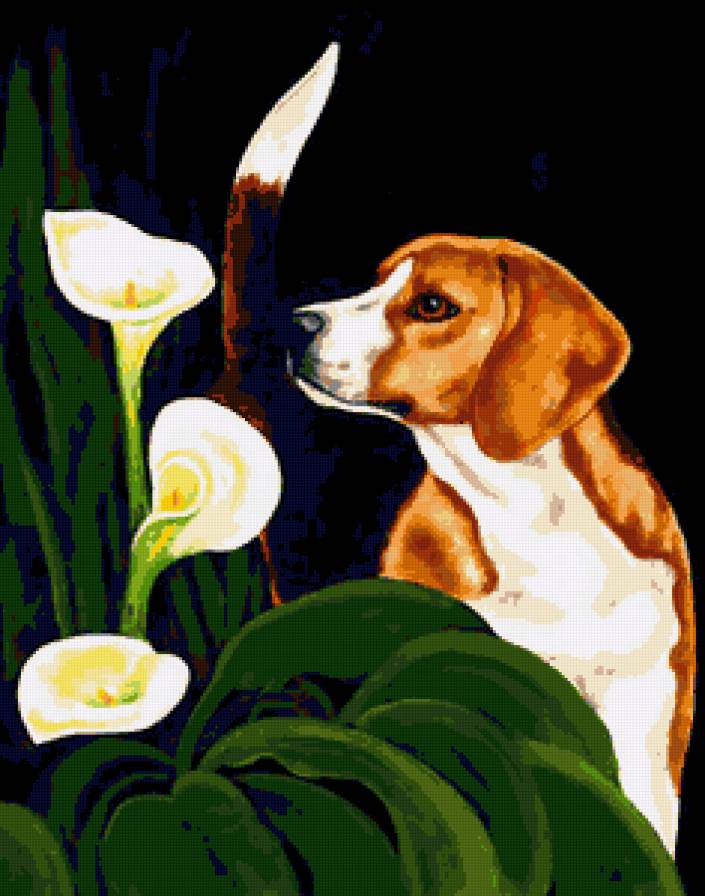 Бигль и каллы - животные, бигль, щенок, цветы, каллы, собаки, цветочки, собака - предпросмотр