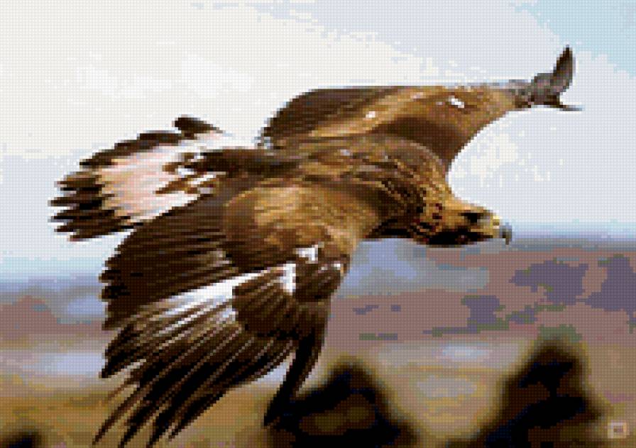 полет орла - свобода, орел, крылья, полет - предпросмотр